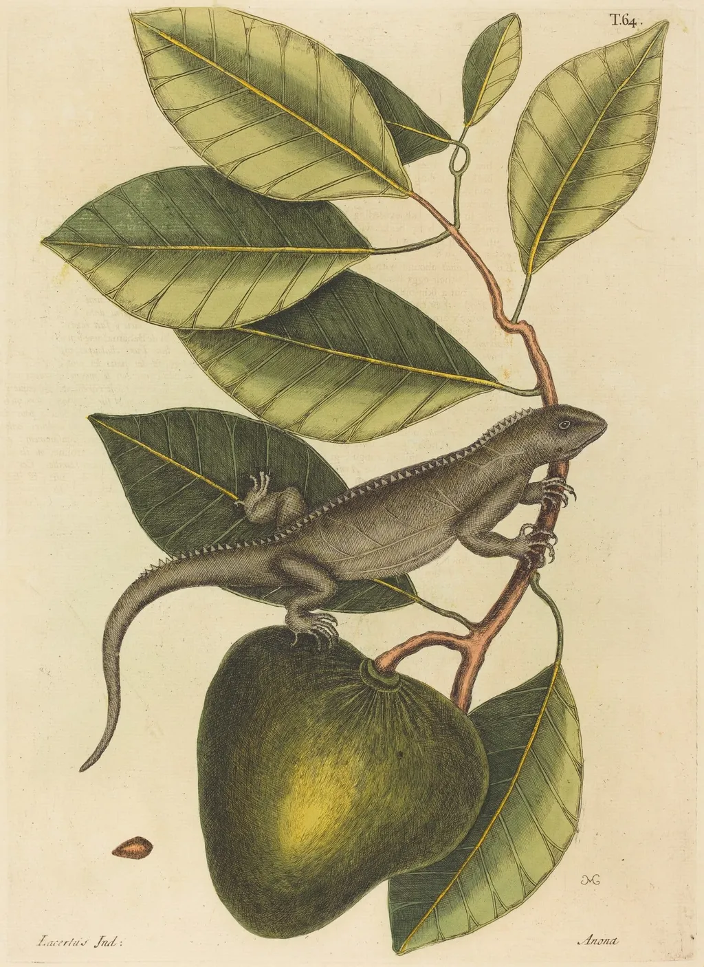 The Guana (Lacerta Iguana), by Mark Catesby, ink, 1737