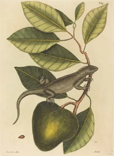 The Guana (Lacerta Iguana), by Mark Catesby