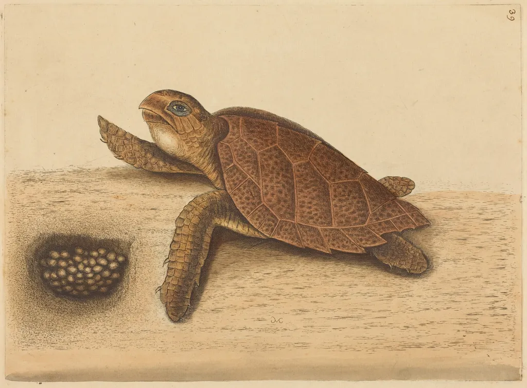 The Hawks-bill Turtle (Testudo caretta), by Mark Catesby, ink, 1737