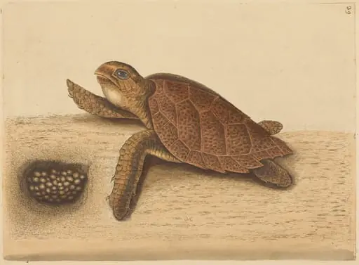 The Hawks-bill Turtle (Testudo caretta), by Mark Catesby