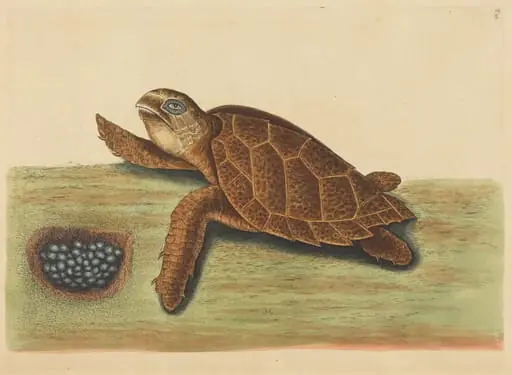The Hawks-bill Turtle (Testudo caretta), by Mark Catesby