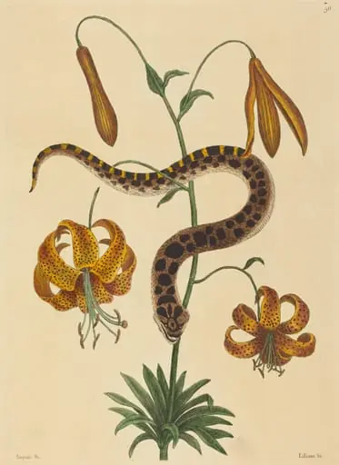 The Hog-nose Snake (Boa contortrix), by Mark Catesby
