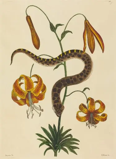 The Hog-nose Snake (Boa contortrix), by Mark Catesby