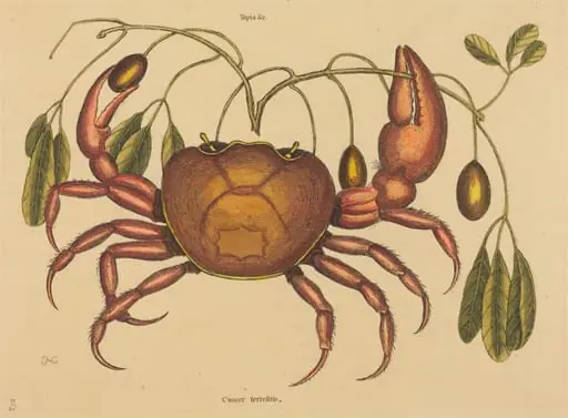 The Land-crab (Cancer ruricola), by Mark Catesby