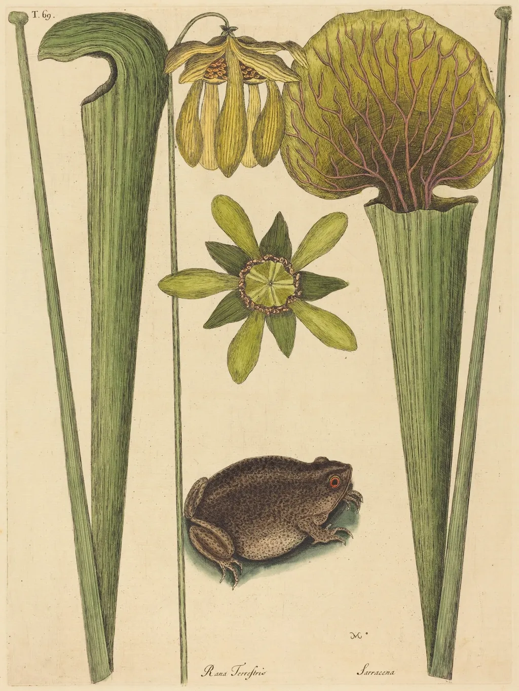The Land Frog (Rana), by Mark Catesby, ink, 1737