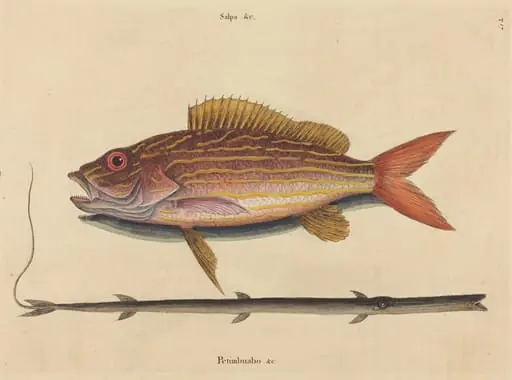 The Lane-snapper (Sparus synagris), by Mark Catesby