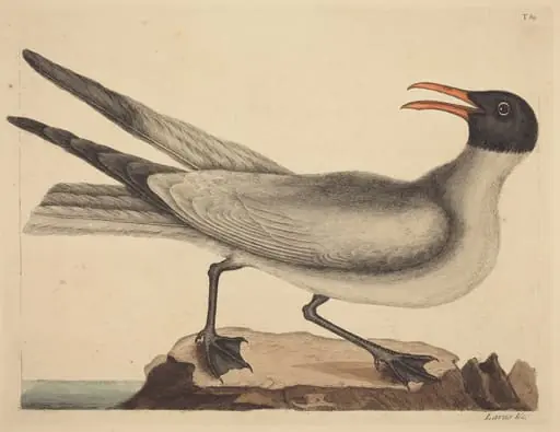 The Laughing Gull (Larus articilla), by Mark Catesby