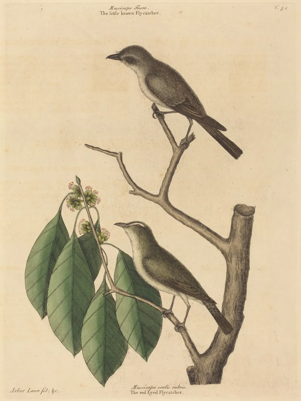 The Little Brown Flycatcher, by Mark Catesby, ink, 1737