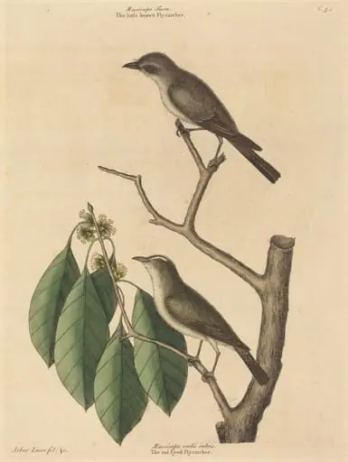 The Little Brown Flycatcher, by Mark Catesby