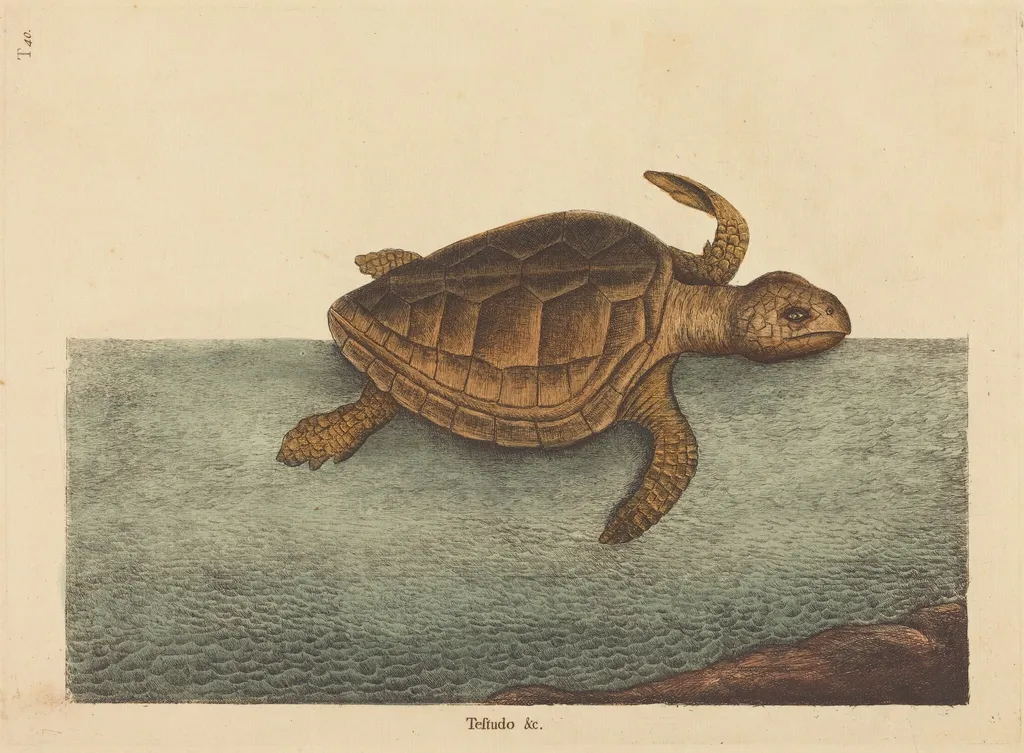 The Logger-head Turtle (Testudo Cavanna), by Mark Catesby, ink, 1737