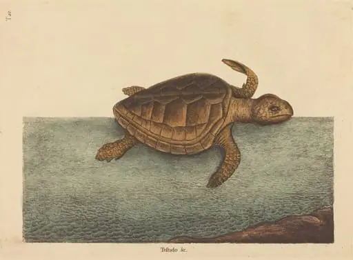 The Logger-head Turtle (Testudo Cavanna), by Mark Catesby