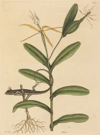 The Lyon Lizard (Lacerta 6-lineata), by Mark Catesby
