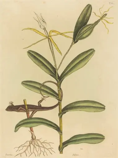 The Lyon Lizard (Lacerta 6-lineata), by Mark Catesby