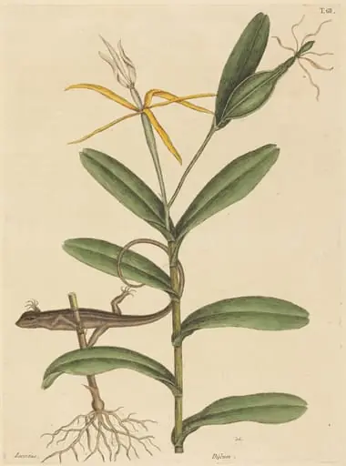 The Lyon Lizard (Lacerta 6-lineata), by Mark Catesby