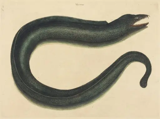 The Muray (Muraena helena), by Mark Catesby