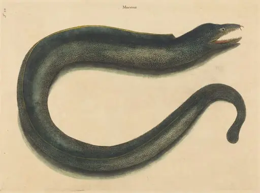 The Muray (Muraena helena), by Mark Catesby