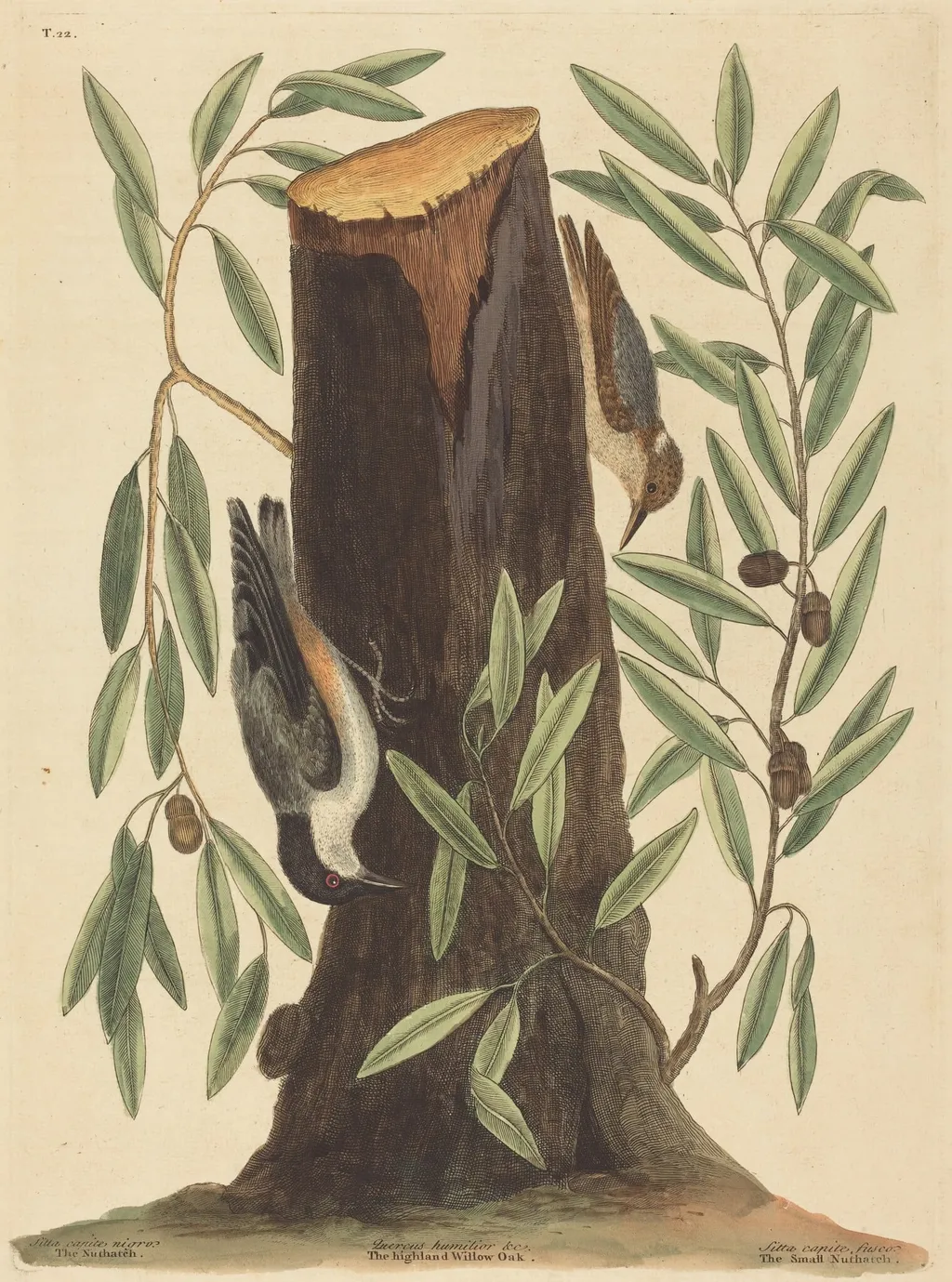 The Nuthatch (Sitta Europaea), by Mark Catesby, ink