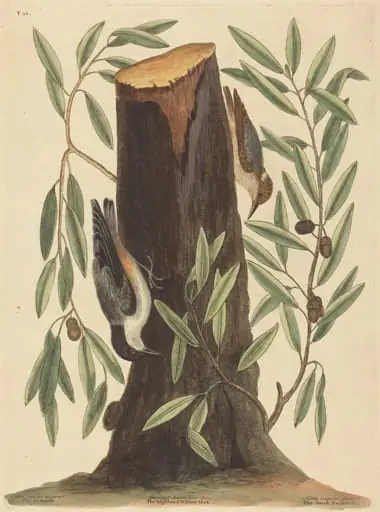 The Nuthatch (Sitta Europaea), by Mark Catesby