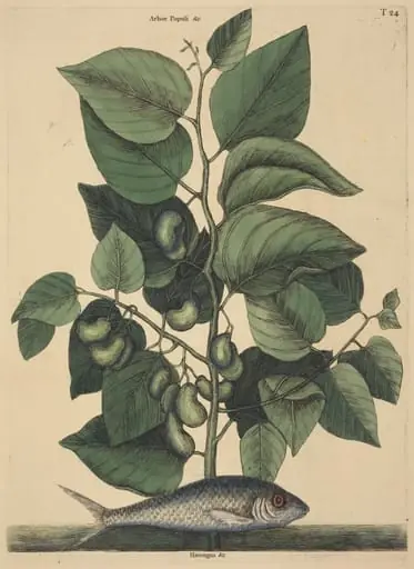 The Pilchard (Argentina carolina), by Mark Catesby