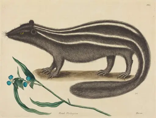 The Pole Cat (Viverra putorius), by Mark Catesby