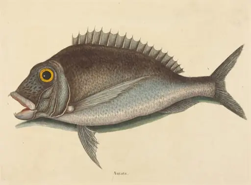 The Porgy (Sparus chrysops), by Mark Catesby
