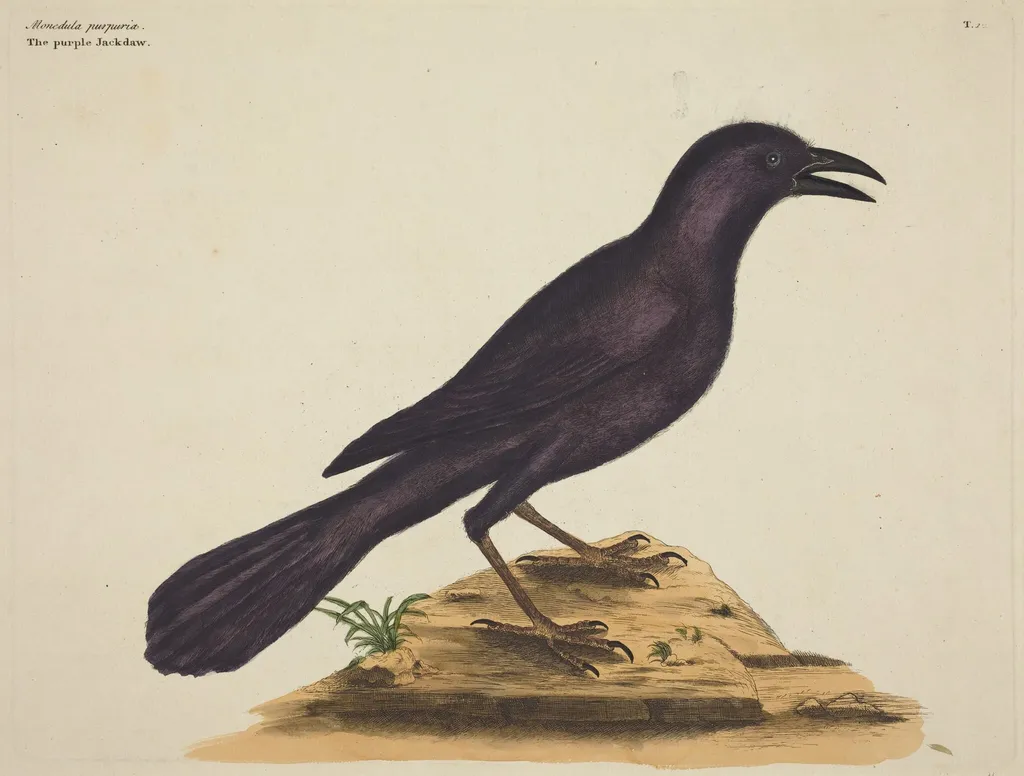 The Purple Jack Daw (Gracula Quiscula), by Mark Catesby, ink, 1737