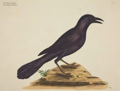 The Purple Jack Daw (Gracula Quiscula), by Mark Catesby