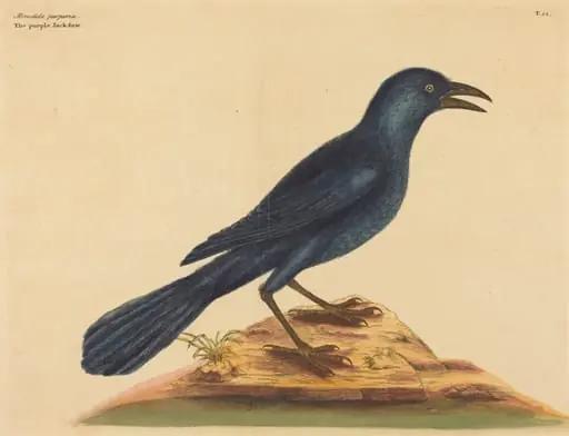 The Purple Jack Daw (Gracula Quiscula), by Mark Catesby