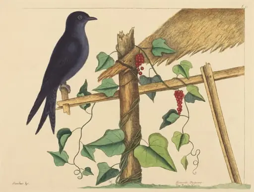 The Purple Martin (Hirundo purpurea), by Mark Catesby