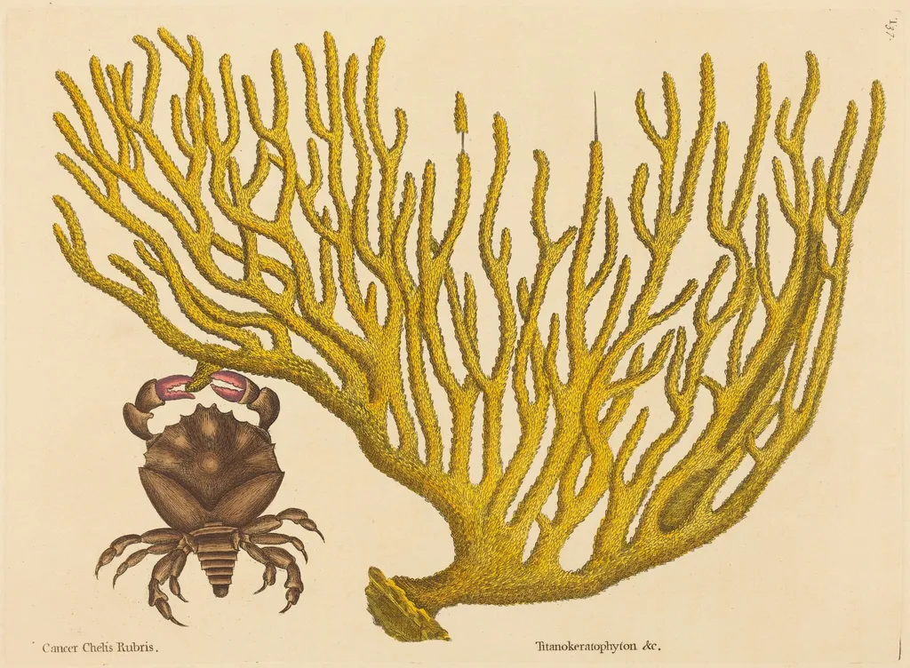The Red Clawed Crab (Cancer erythropus), by Mark Catesby, ink, 1737
