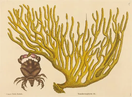 The Red Clawed Crab (Cancer erythropus), by Mark Catesby