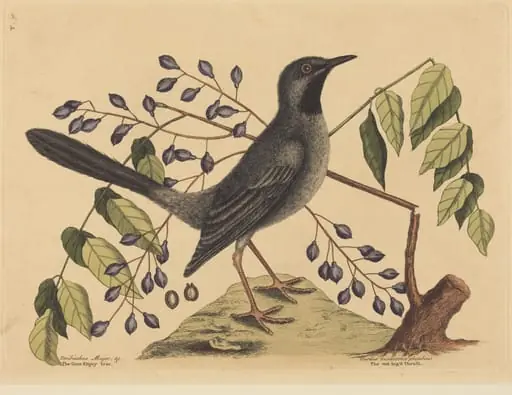 The Red Legged Thrush (Turdus plumbeus), by Mark Catesby