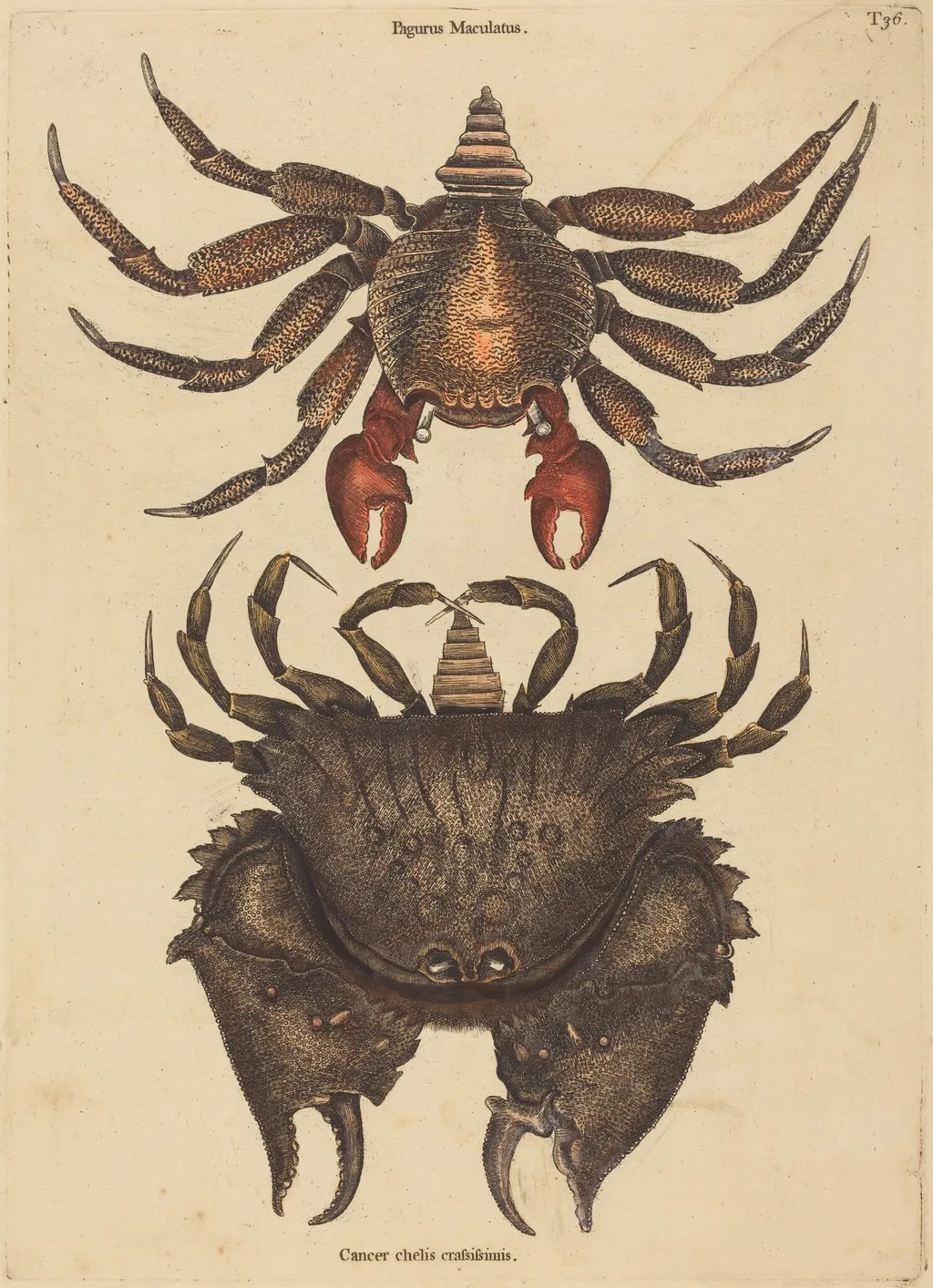 The Red Mottled Rock-crab (Cancer grapsus), by Mark Catesby, ink, 1737