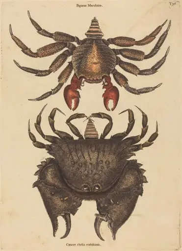 The Red Mottled Rock-crab (Cancer grapsus), by Mark Catesby