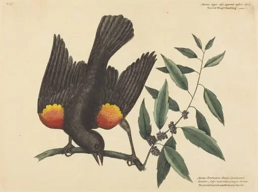 The Red Winged Starling (Oriolus phoeniceus), by Mark Catesby