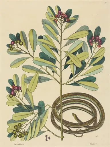 The Ribbon Snake (Coluber saurita), by Mark Catesby