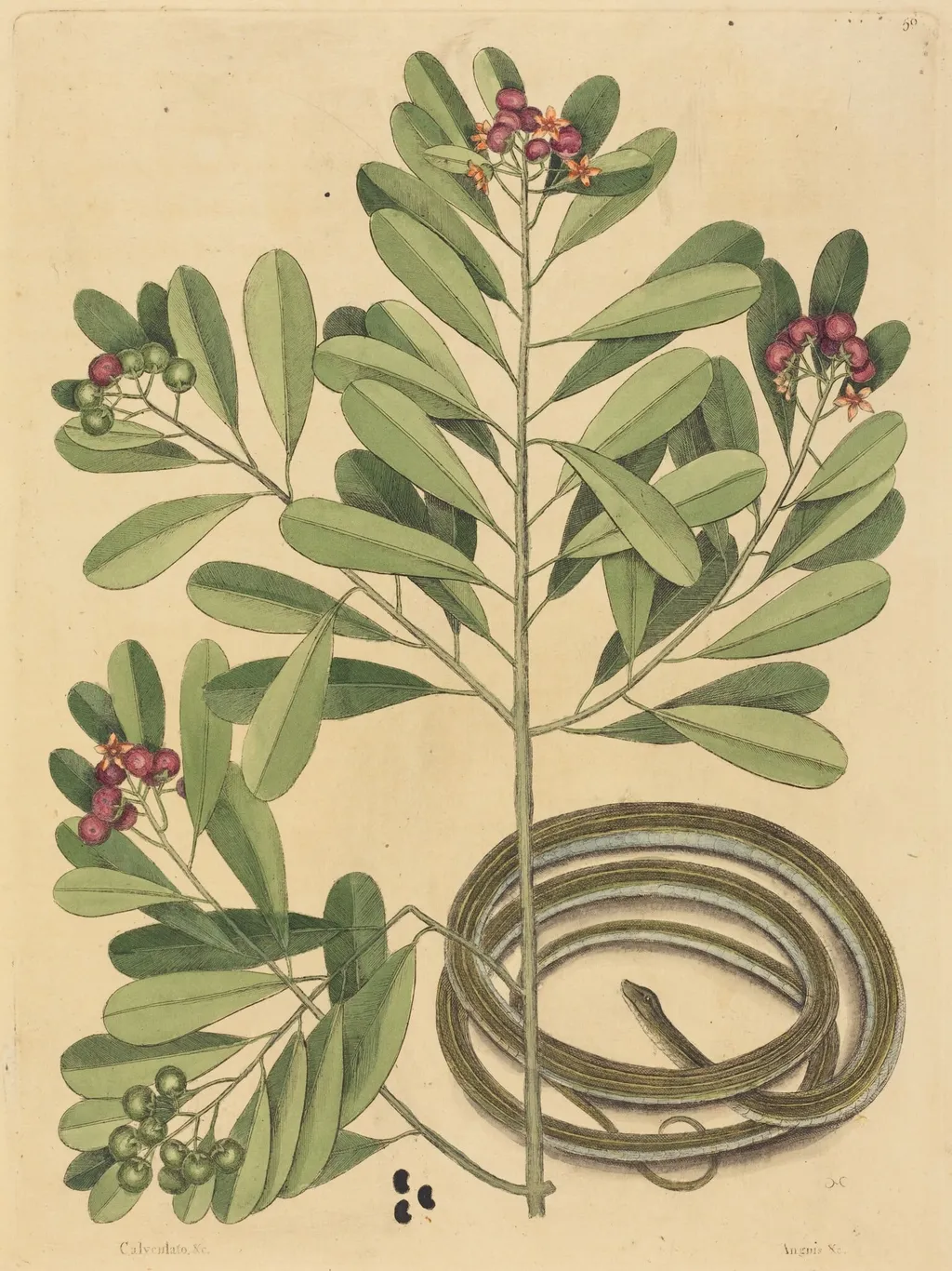 The Ribbon Snake (Coluber saurita), by Mark Catesby, ink, 1737
