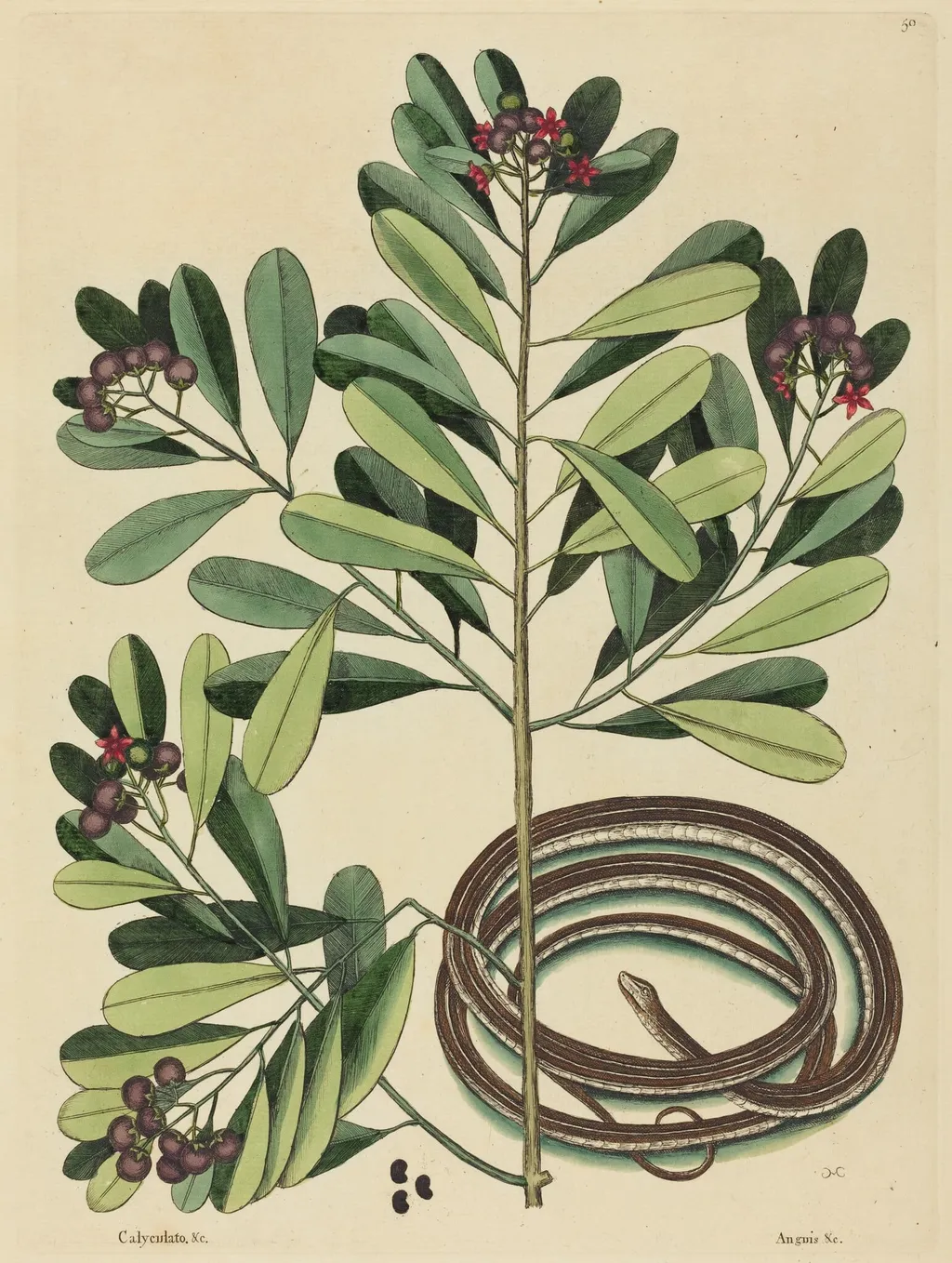 The Ribbon Snake (Coluber saurita), by Mark Catesby, ink, 1737