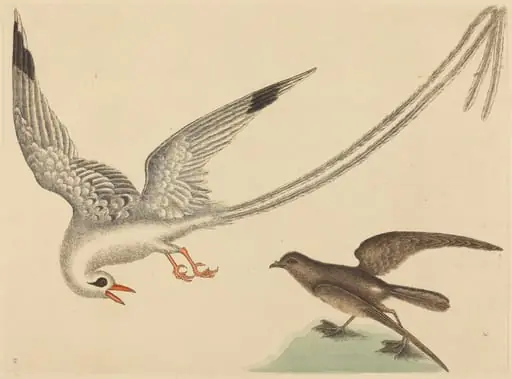 The Rice-bird (Emberiza oryzivora), by Mark Catesby