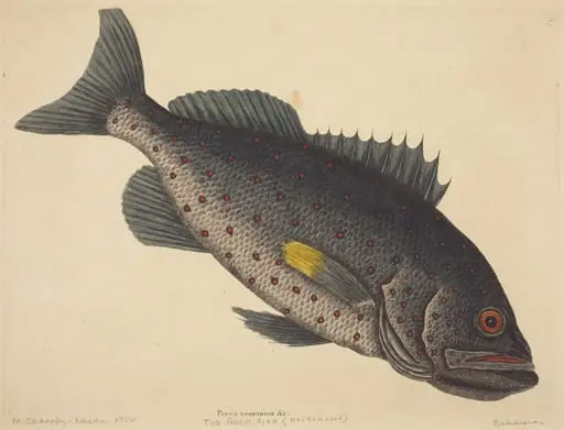 The Rock Fish (Perca venenosa), by Mark Catesby