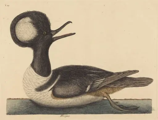 The Round Crested Duck (Mergus cucullatus), by Mark Catesby