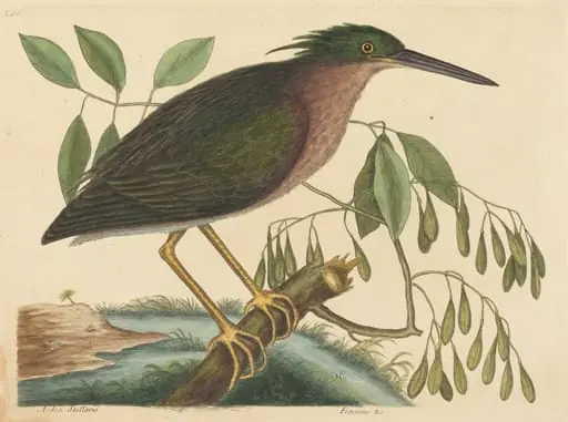 The Small Bittern (Ardea virescens), by Mark Catesby