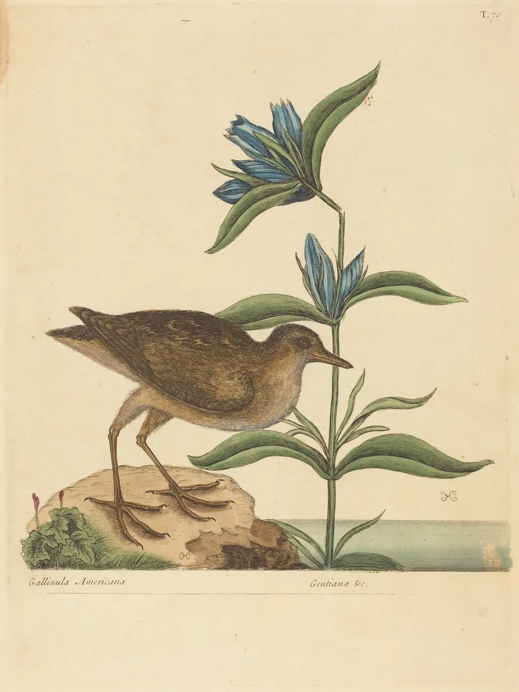 The Soree (Rallus Virginianus), by Mark Catesby, ink, 1737