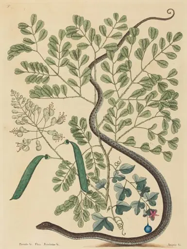 The Spotted Ribbon Snake (Coluber nebulosus?), by Mark Catesby
