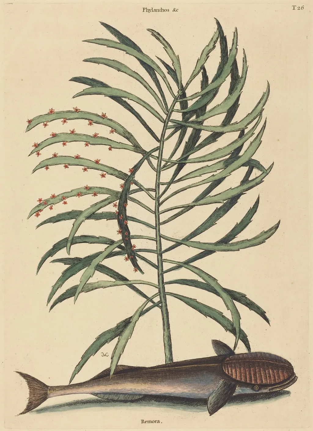 The Sucking Fish (Echeneis Naucratis), by Mark Catesby, ink, 1737