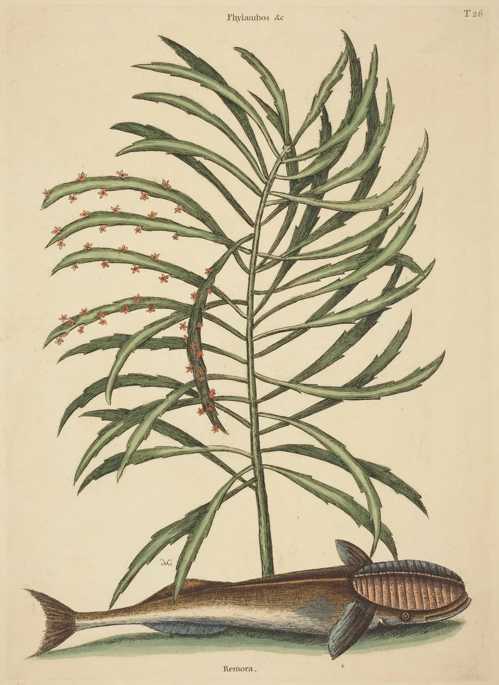 The Sucking Fish (Echeneis naucratis), by Mark Catesby, ink, 1737