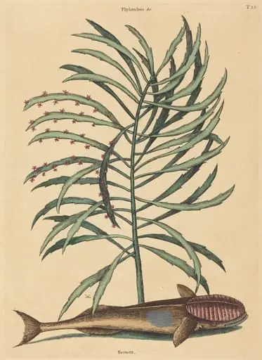 The Sucking Fish (Echeneis Naucratis), by Mark Catesby