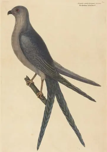 The Swallow Tail Hawk (Falco furcatus), by Mark Catesby