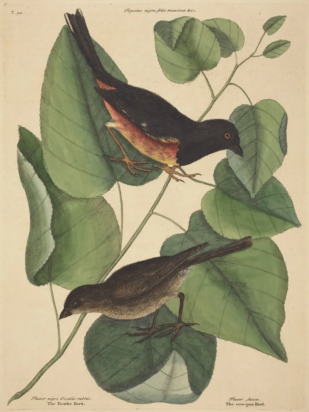 The Towhe Bird (Fringilla erythrophthalma), by Mark Catesby, ink