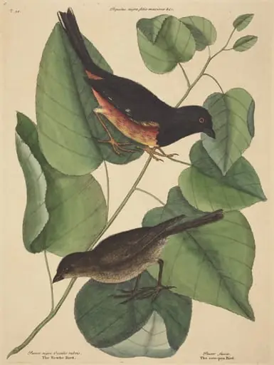 The Towhe Bird (Fringilla erythrophthalma), by Mark Catesby